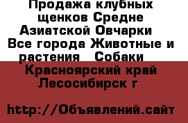 Продажа клубных щенков Средне Азиатской Овчарки - Все города Животные и растения » Собаки   . Красноярский край,Лесосибирск г.